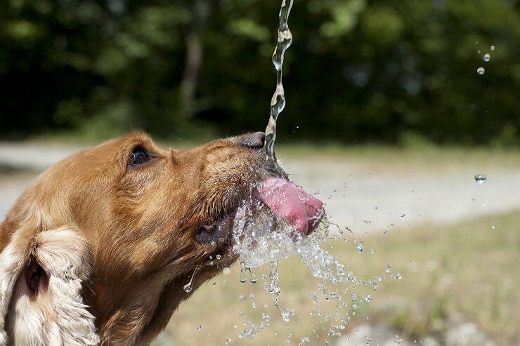 A dog drinking water from a bottle or hose, with water droplets splashing around its face.